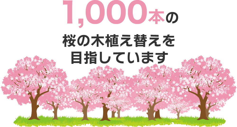 1,000本の桜の木植え替えを目指しています